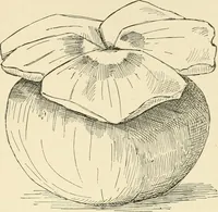 An illustration from Dainty work for pleasure and profit (1891)
