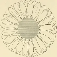 An illustration from Dainty work for pleasure and profit (1891)
