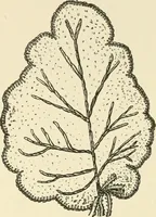 An illustration from Dainty work for pleasure and profit (1891)