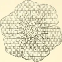An illustration from Dainty work for pleasure and profit (1891)