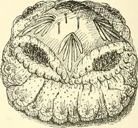 Picture 236 of 391 from Dainty work for pleasure and profit (1891), leaf 253