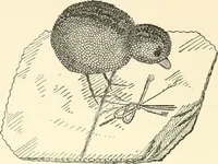 An illustration from Dainty work for pleasure and profit (1891)