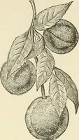 An illustration from Dainty work for pleasure and profit (1891)