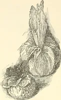 An illustration from Dainty work for pleasure and profit (1891)