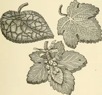 An illustration from Dainty work for pleasure and profit (1891)