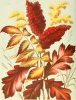 Picture 1 of 391 from Dainty work for pleasure and profit (1891), leaf 33