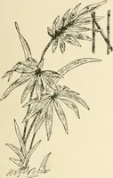 An illustration from Dainty work for pleasure and profit (1891)