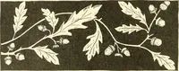 Picture 3 of 391 from Dainty work for pleasure and profit (1891), leaf 37