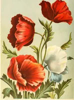 An illustration from Dainty work for pleasure and profit (1891)
