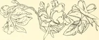 An illustration from Dainty work for pleasure and profit (1891)