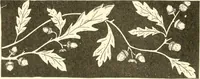 Picture 15 of 391 from Dainty work for pleasure and profit (1891), leaf 55