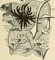 An illustration from Dainty work for pleasure and profit (1891)