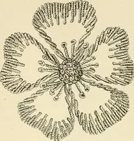 An illustration from Dainty work for pleasure and profit (1891)