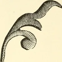 An illustration from Dainty work for pleasure and profit (1891)