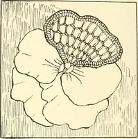 An illustration from Dainty work for pleasure and profit (1891)