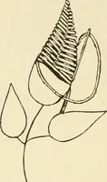 Picture 39 of 391 from Dainty work for pleasure and profit (1891), leaf 72