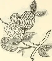 An illustration from Dainty work for pleasure and profit (1891)