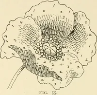 An illustration from Dainty work for pleasure and profit (1891)
