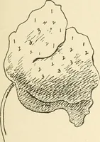 An illustration from Dainty work for pleasure and profit (1891)