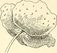 Picture 57 of 391 from Dainty work for pleasure and profit (1891), leaf 93