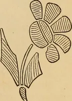 An illustration from Dainty work for pleasure and profit (1893)