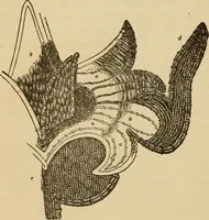 An illustration from Dainty work for pleasure and profit (1893)