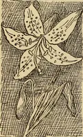 Picture 166 of 399 from Dainty work for pleasure and profit (1893), leaf 160