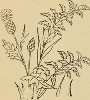 Picture 168 of 399 from Dainty work for pleasure and profit (1893), leaf 166