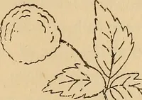 Picture 170 of 399 from Dainty work for pleasure and profit (1893), leaf 167