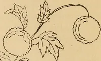 Picture 171 of 399 from Dainty work for pleasure and profit (1893), leaf 167