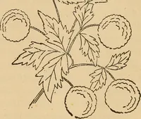 Picture 172 of 399 from Dainty work for pleasure and profit (1893), leaf 167