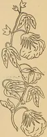 An illustration from Dainty work for pleasure and profit (1893)