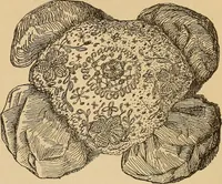 Picture 186 of 399 from Dainty work for pleasure and profit (1893), leaf 183