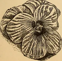 Picture 199 of 399 from Dainty work for pleasure and profit (1893), leaf 189