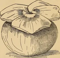 Picture 202 of 399 from Dainty work for pleasure and profit (1893), leaf 191