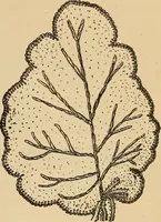 Picture 227 of 399 from Dainty work for pleasure and profit (1893), leaf 211