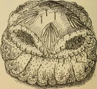 Picture 239 of 399 from Dainty work for pleasure and profit (1893), leaf 222