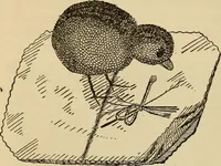 Picture 250 of 399 from Dainty work for pleasure and profit (1893), leaf 230