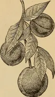An illustration from Dainty work for pleasure and profit (1893)
