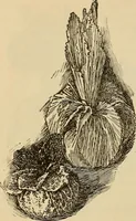Picture 253 of 399 from Dainty work for pleasure and profit (1893), leaf 232
