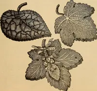 An illustration from Dainty work for pleasure and profit (1893)