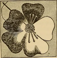 Picture 19 of 399 from Dainty work for pleasure and profit (1893), leaf 30