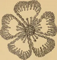 Picture 20 of 399 from Dainty work for pleasure and profit (1893), leaf 31