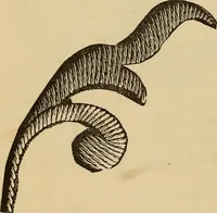 Picture 22 of 399 from Dainty work for pleasure and profit (1893), leaf 32