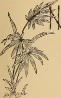 An illustration from Dainty work for pleasure and profit (1893)
