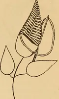 An illustration from Dainty work for pleasure and profit (1893)
