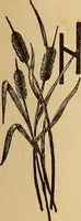 Picture 51 of 399 from Dainty work for pleasure and profit (1893), leaf 49