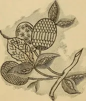 Picture 57 of 399 from Dainty work for pleasure and profit (1893), leaf 56