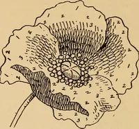 An illustration from Dainty work for pleasure and profit (1893)