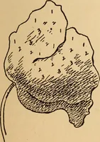Picture 61 of 399 from Dainty work for pleasure and profit (1893), leaf 63